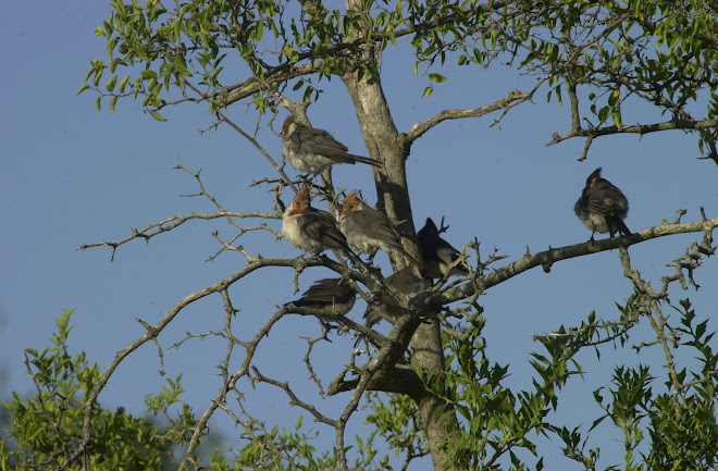 Juveniles