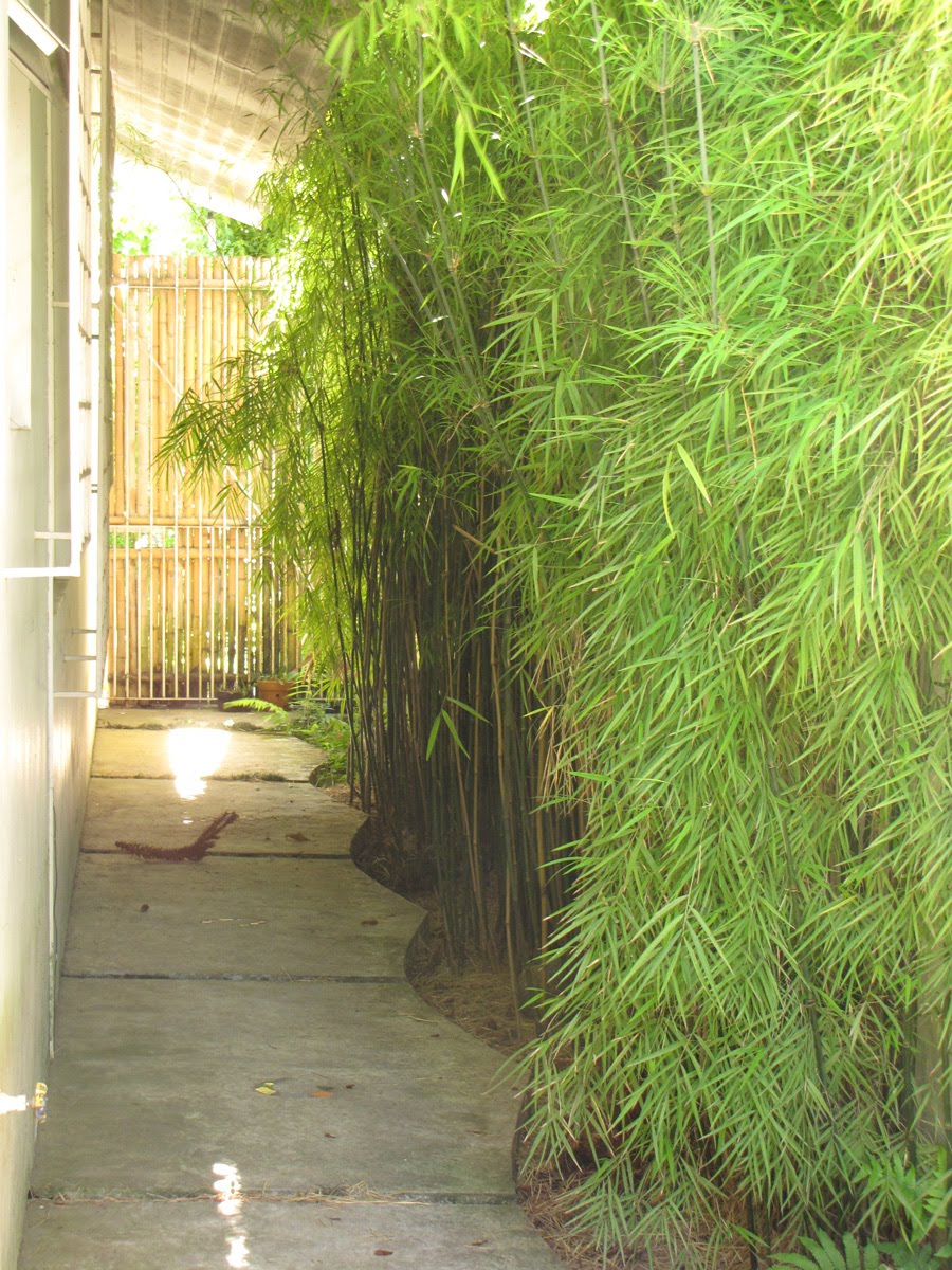 meu quintal meu jardim:habitante meu quintal meu jardim:habitante
