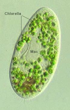 Qori's Blog: Mikro Alga Hijau-Chlorella diagram of paramecium 