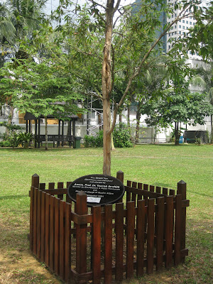 Gelam Tree