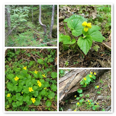 Yellow violet mosaic