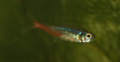 Neon tetra closeup