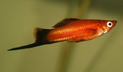 Male swordtail - orange with black tail