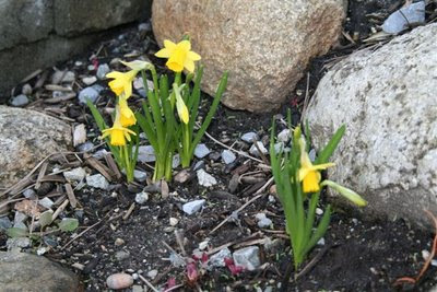 Mini daffodils