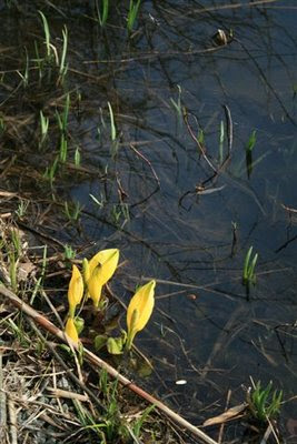 Skunk cabbage in early spring