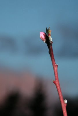Our first Frost Peach bud