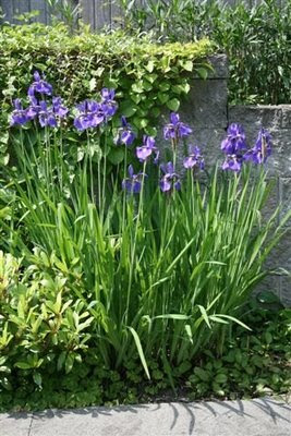 Irises in bloom