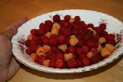 Bowl of raspberries from the garden