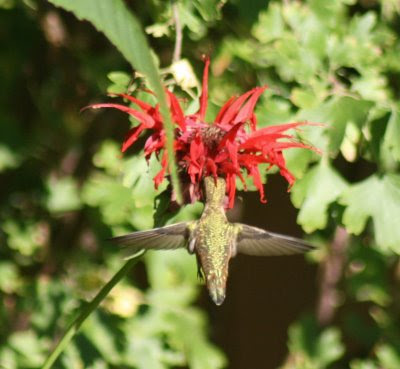 Hummingbird and Bee Balm