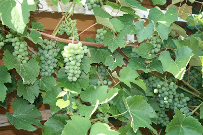 Grapes on the vine