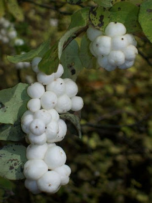 Snowberries