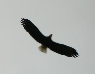 Bald eagle in flight