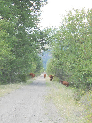 Cows on Trans Canada Trail