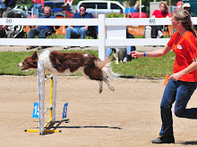 Agility Lessons