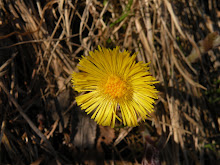 Tussilago