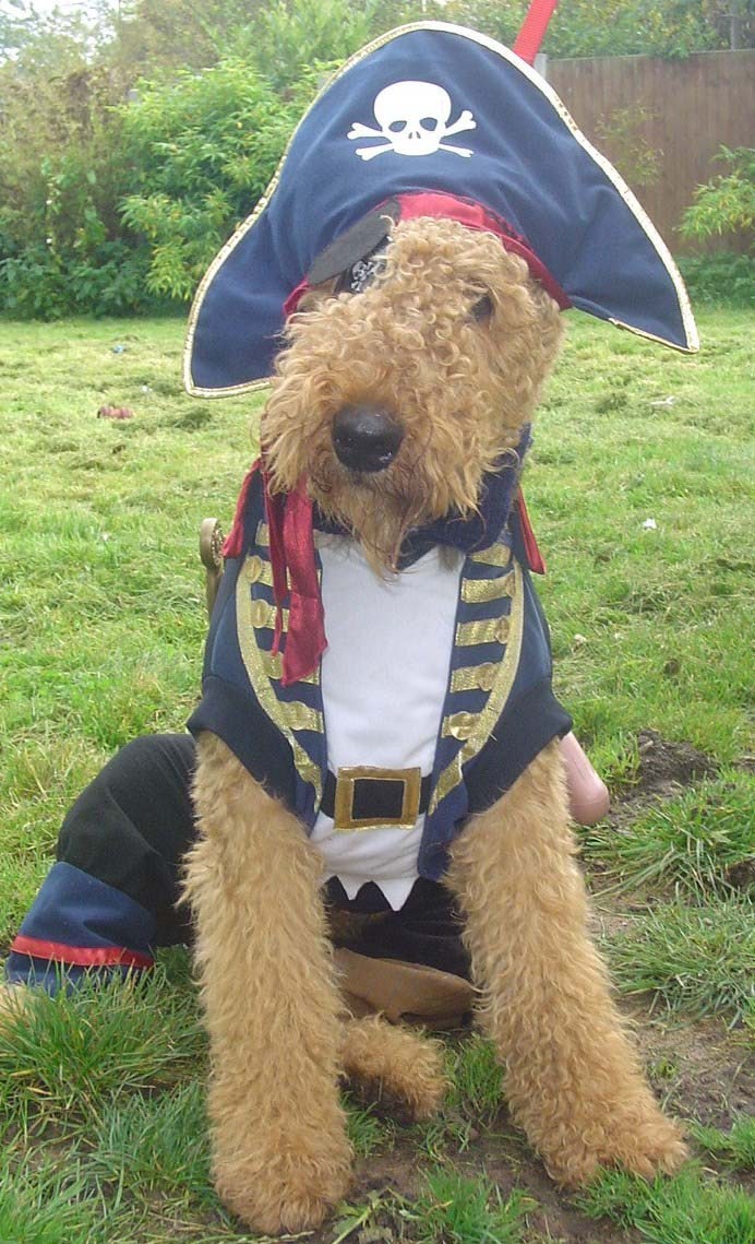 Golden Doodle Pirate Dog