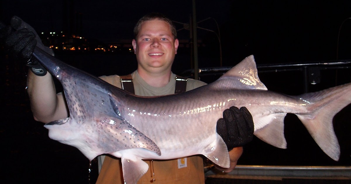 The Wagner Family Paddlefish on the Ohio River