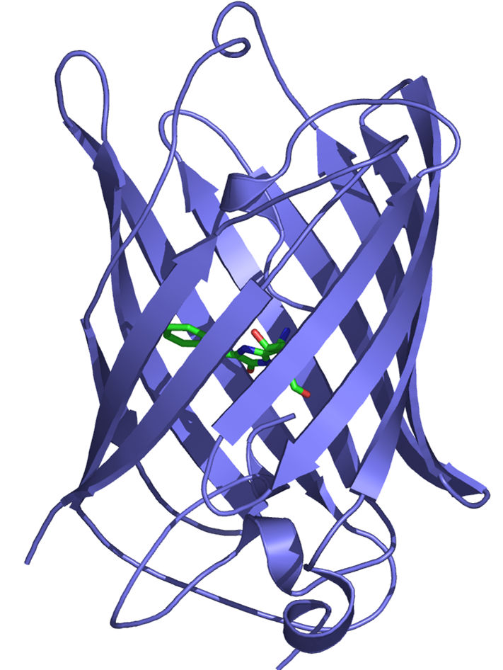 3-Dimensional Structure of Green Fluorescent Protein
