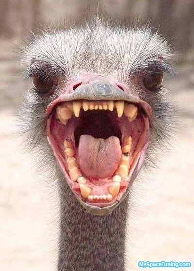 angry_ostrich.jpg