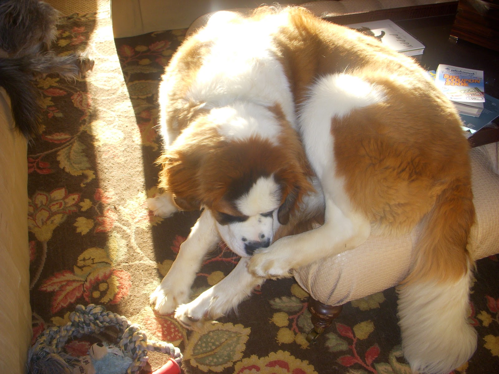 St Bernard Baby