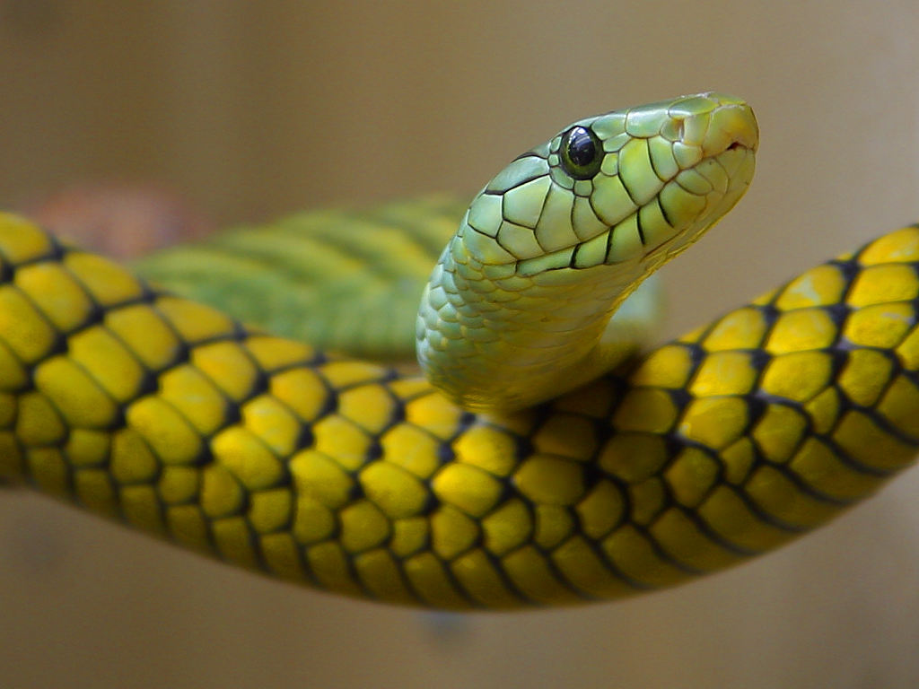 best snake wallpapers