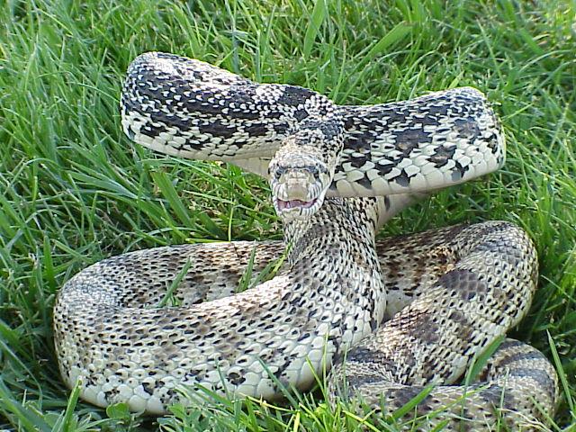 largest anaconda in world. largest anaconda in world. largest anaconda in world.
