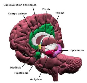 ESTRUCTURAS SISTEMA LIMBICO