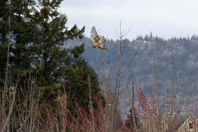 HARRIER DIVING FOR LUNCH