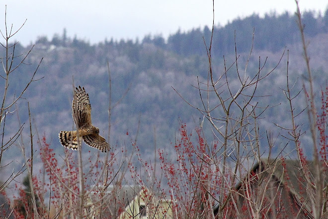 HARRIER  HOVERING