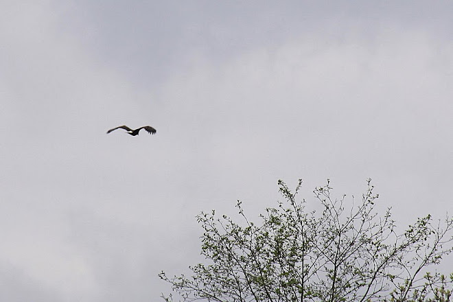 BALD EAGLE IN CLEAR CREEK