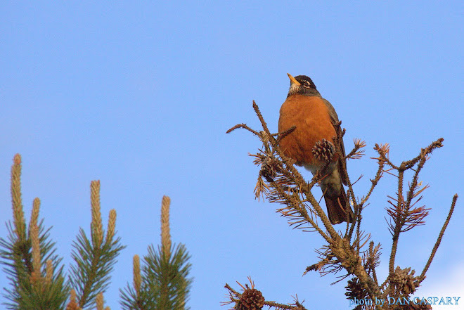 AMERICAN ROBIN MAY 8