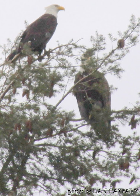 MALE AT THE TOP