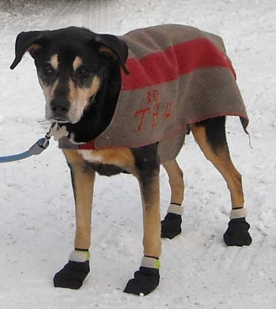 outside of the bubble Dog snowshoes