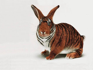 akibat Cinta Terlarang^^ X5emdi550irabbit-funny-pets-wallpapers