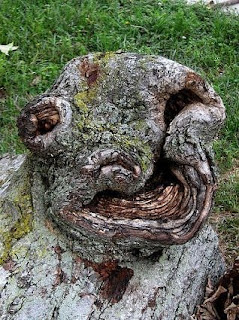 STRANGE TREE UNIQUE, IN THE FORM OF ANIMAL AND HUMAN FACE