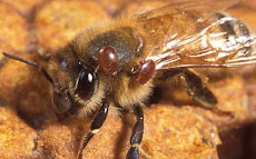 Varroa jacobsoni