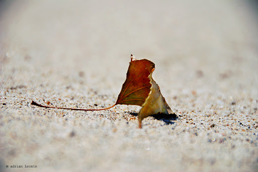 Nimicurile care ucid