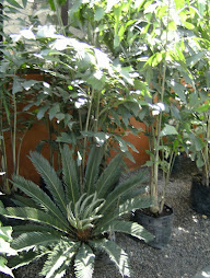Cica con Palmera Cola de pez