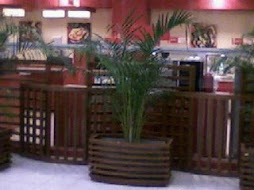 Palmera Hawaiana en Neto Interior