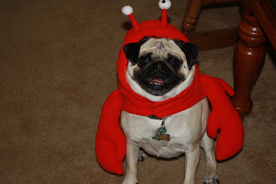 Dressed up pugs