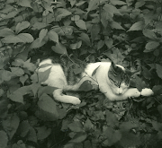 Continuing the current trend of 3D, The Boat Lullabies has been posting a . (cat)