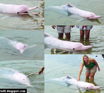 pics of pink dolphins. intelligent pink dolphin.