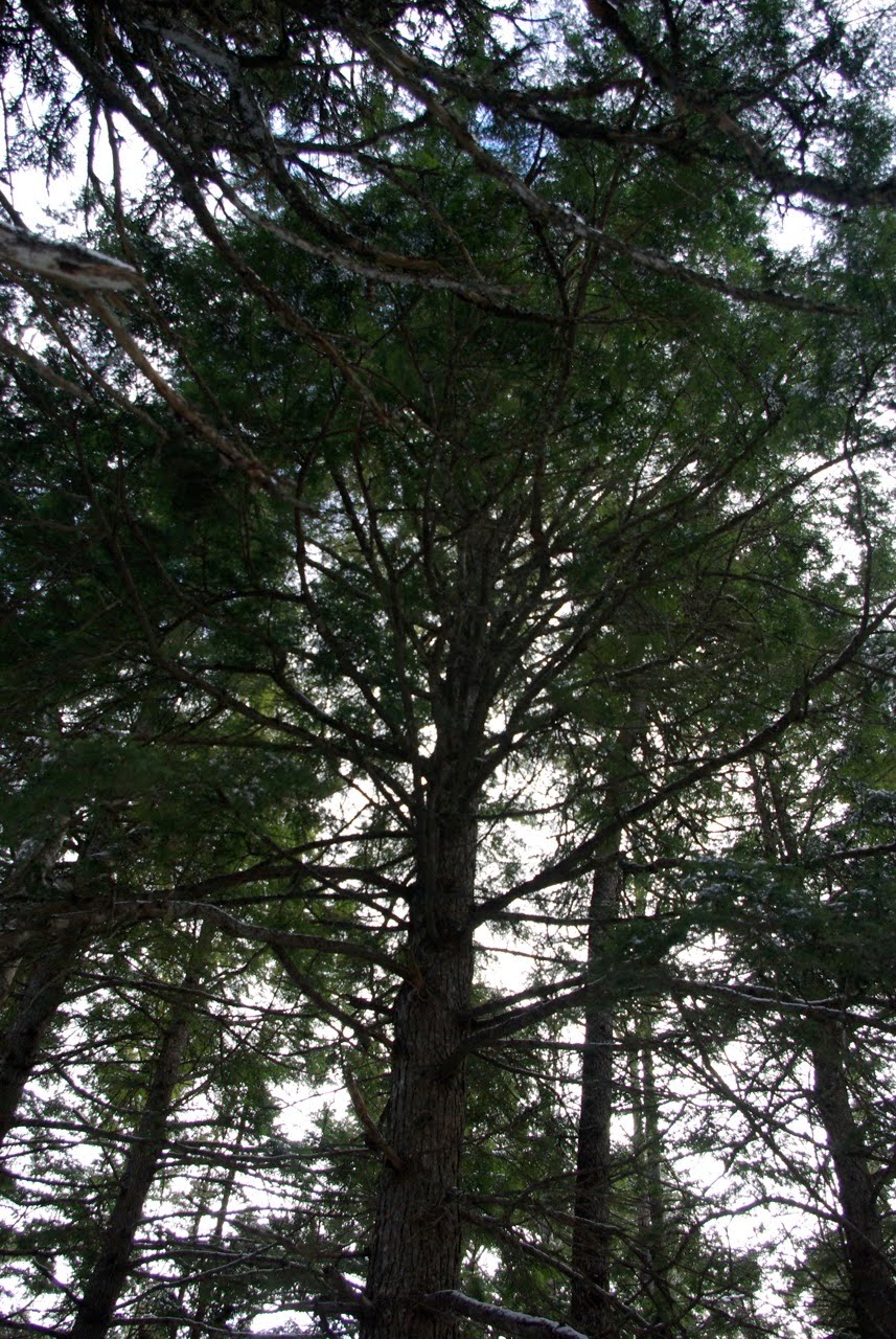 Canoe Corner Native Trees of PEI