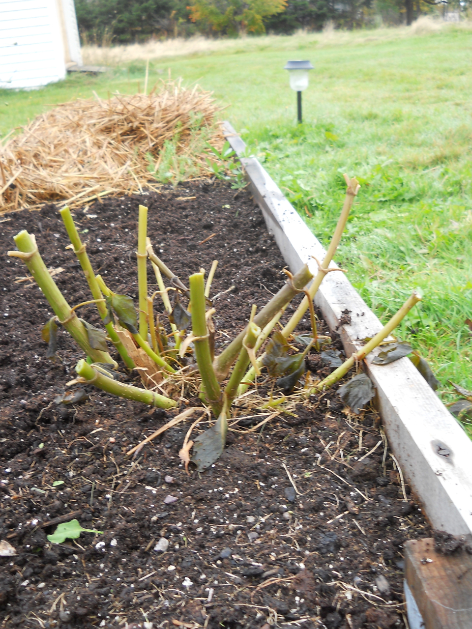 Canoe Corner Storing Dahlias for Winter Canoe Corner Storing Dahlias for Winter