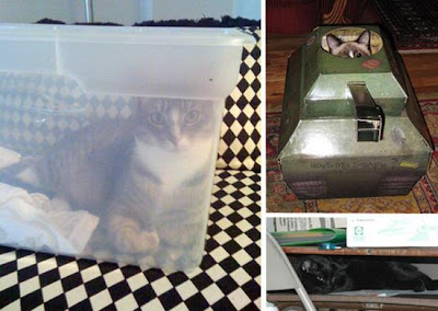 digaleri.com: 99 Foto Kucing Cantik, Imut dan Lucu! foto kucing imut, lucu, cantik