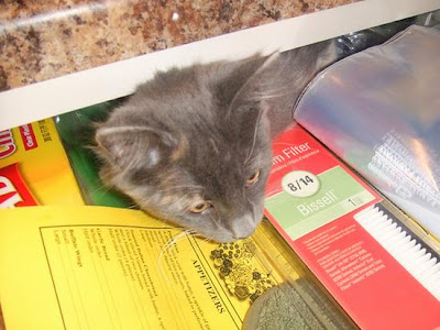 digaleri.com: 99 Foto Kucing Cantik, Imut dan Lucu! foto kucing imut, lucu, cantik