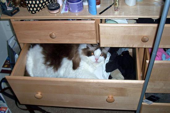 digaleri.com: 99 Foto Kucing Cantik, Imut dan Lucu!