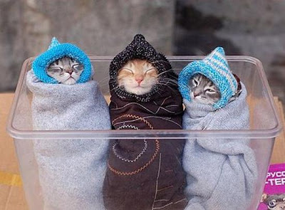 digaleri.com: 99 Foto Kucing Cantik, Imut dan Lucu! foto kucing imut, lucu, cantik
