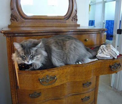 digaleri.com: 99 Foto Kucing Cantik, Imut dan Lucu! foto kucing imut, lucu, cantik