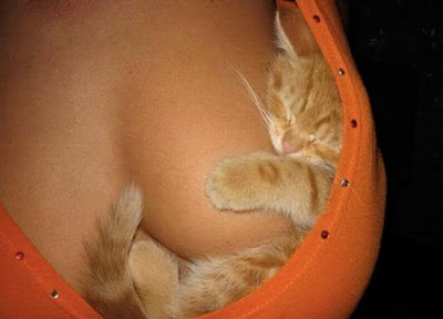 digaleri.com: 99 Foto Kucing Cantik, Imut dan Lucu! foto kucing imut, lucu, cantik